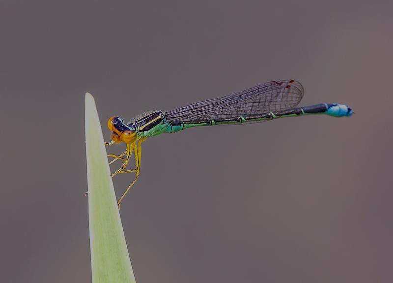 Photo of Rainbow Bluet