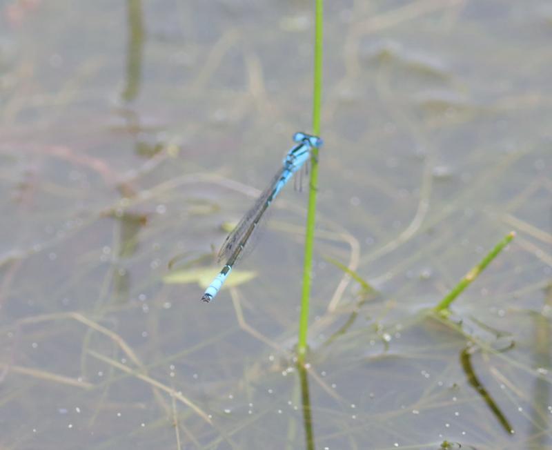 Photo of Azure Bluet