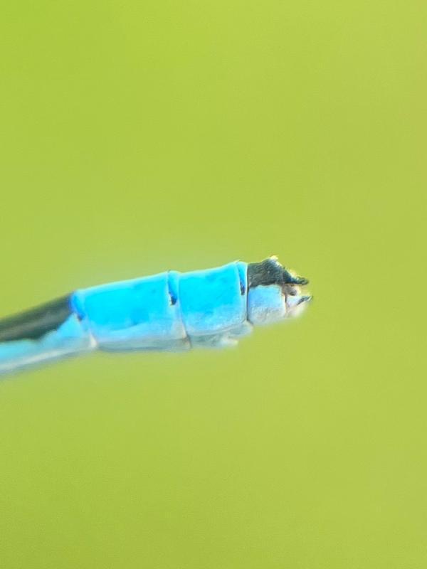 Photo of Hagen's Bluet