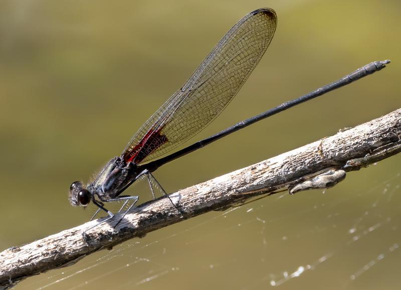 Photo of Smoky Rubyspot