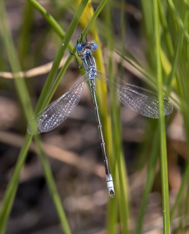 Photo of Lyre-tipped Spreadwing