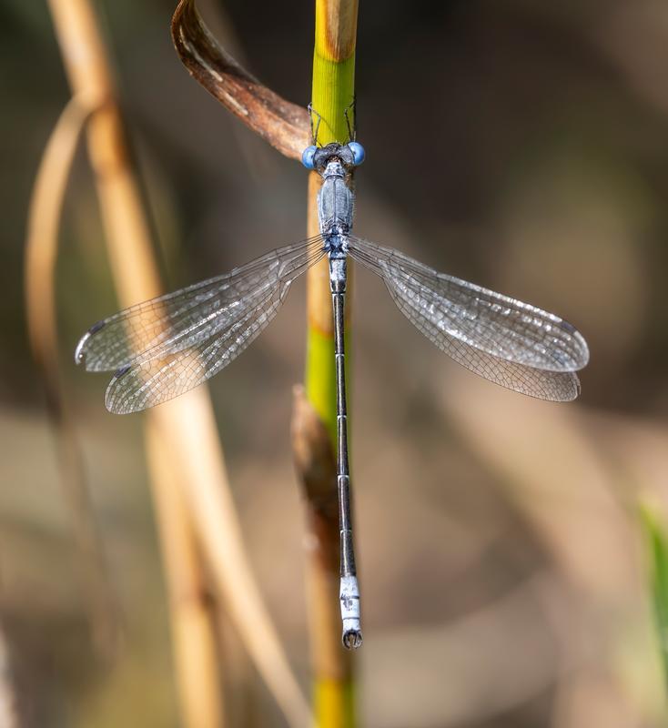 Photo of Sweetflag Spreadwing