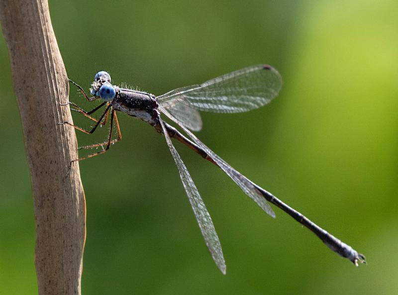 Photo of Spotted Spreadwing