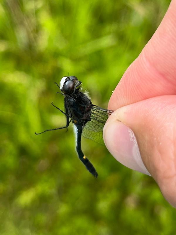 Photo of Dot-tailed Whiteface