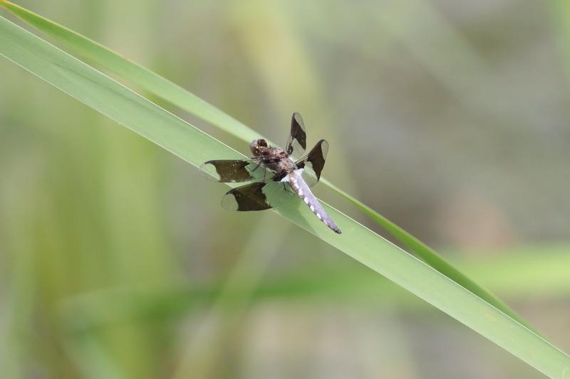 Photo of Common Whitetail