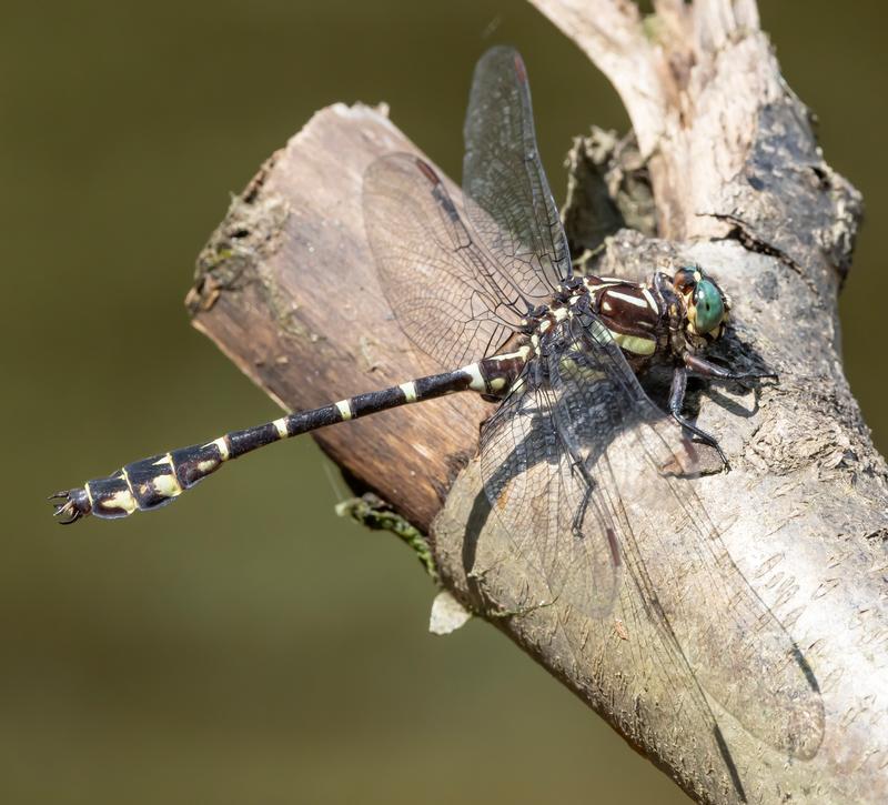 Photo of Zebra Clubtail