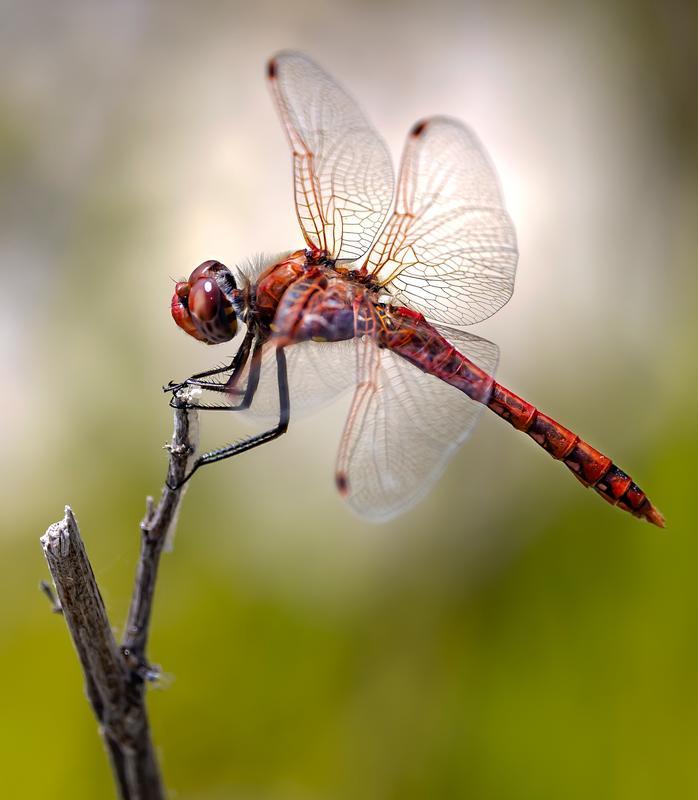 Photo of Variegated Meadowhawk