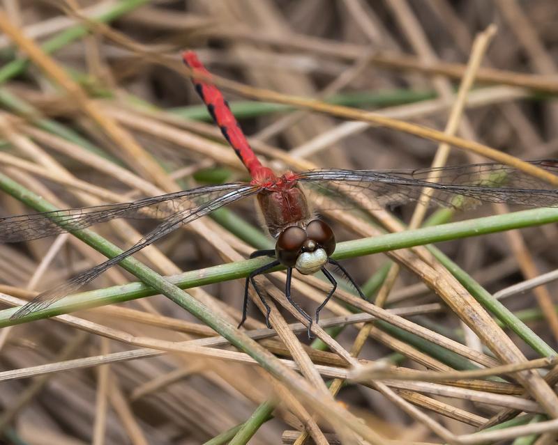 Photo of White-faced Meadowhawk