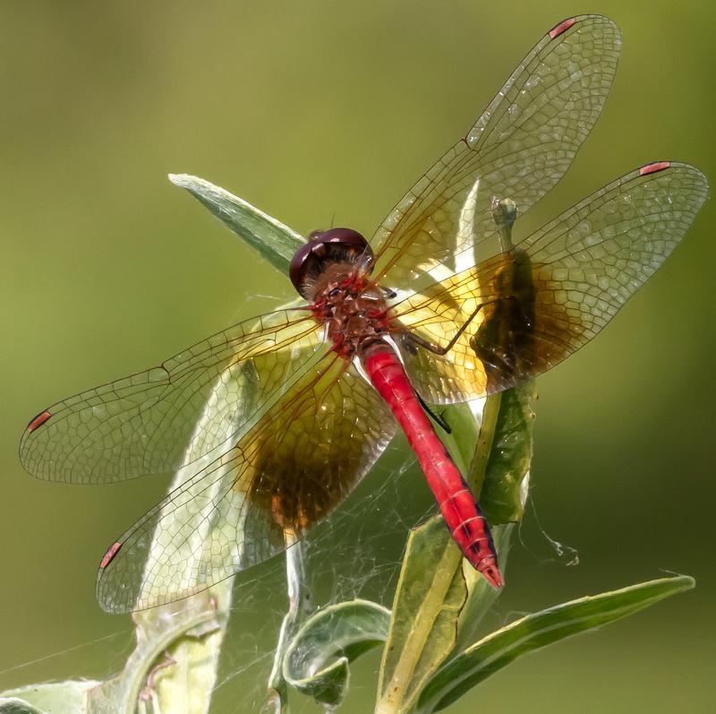 Photo of Band-winged Meadowhawk