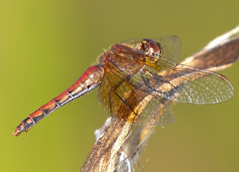 Photo of Band-winged Meadowhawk