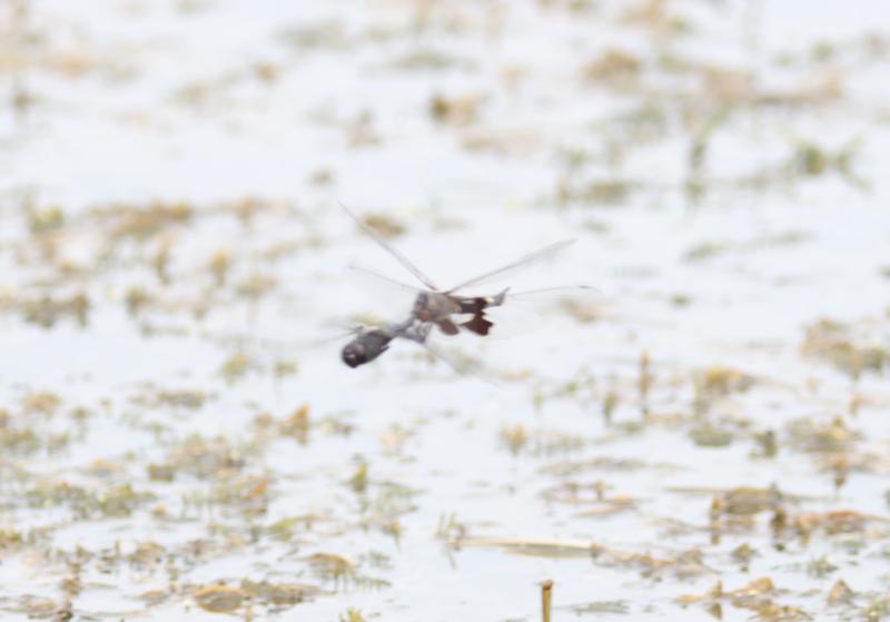 Photo of Black Saddlebags