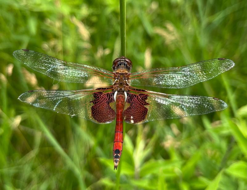 Photo of Red Saddlebags