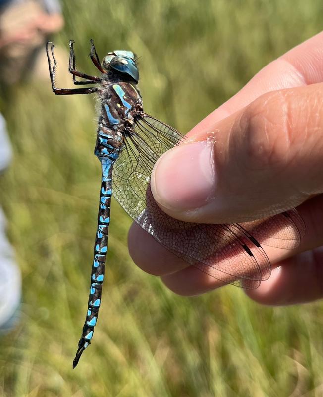 Photo of Canada Darner