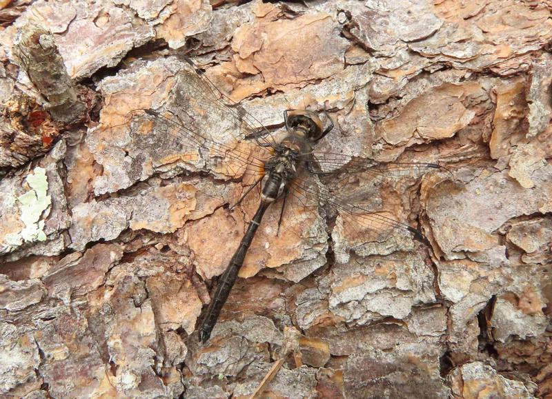 Photo of American Emerald