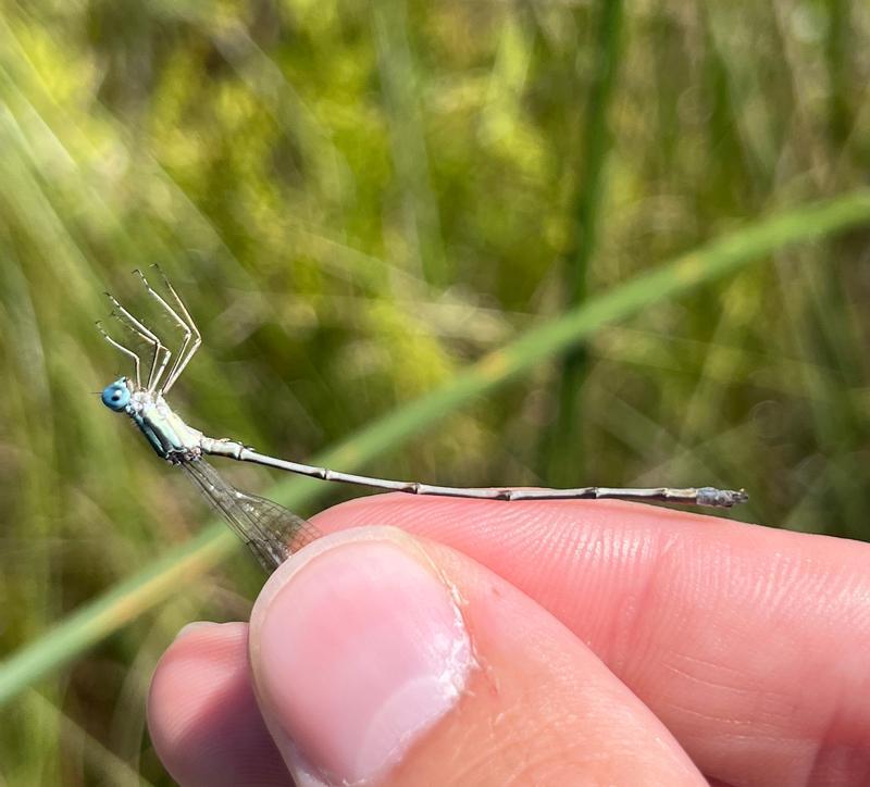 Photo of Slender Spreadwing