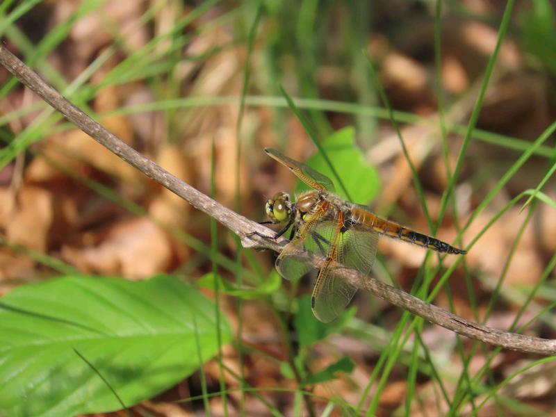 Photo of Four-spotted Skimmer