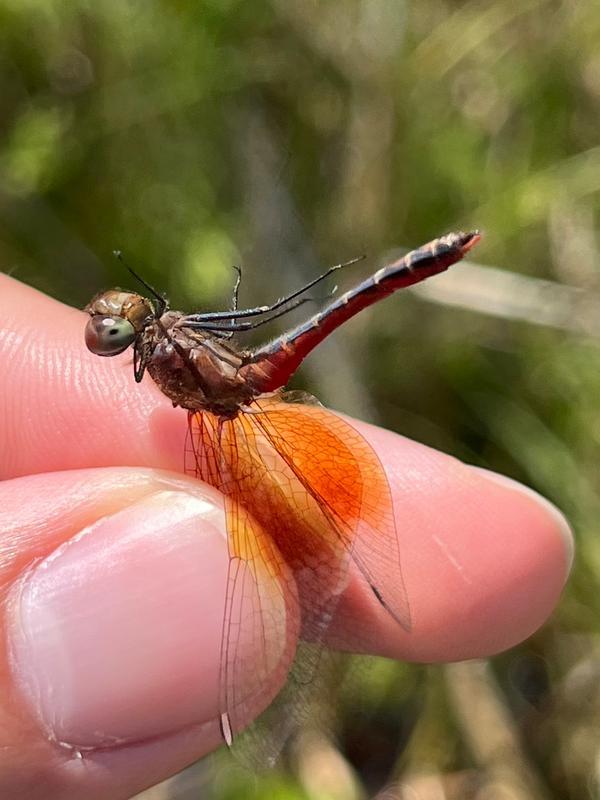 Photo of Band-winged Meadowhawk