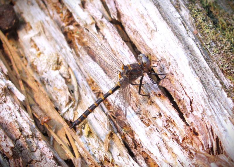 Photo of Ringed Boghaunter