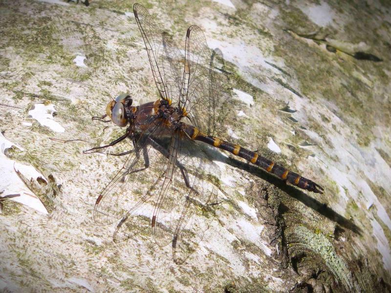 Photo of Ringed Boghaunter