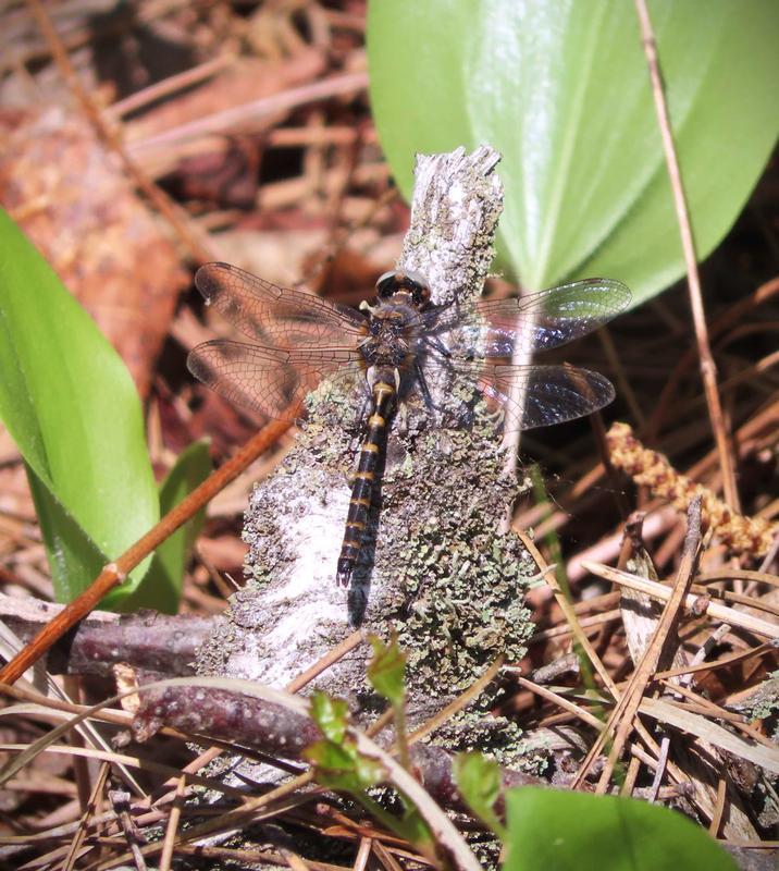 Photo of Ringed Boghaunter