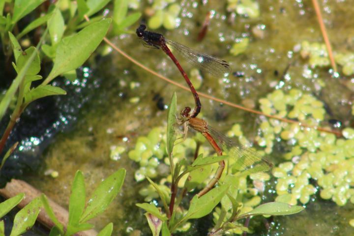 Photo of Western Red Damsel