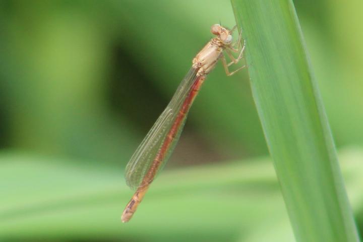 Photo of Western Red Damsel