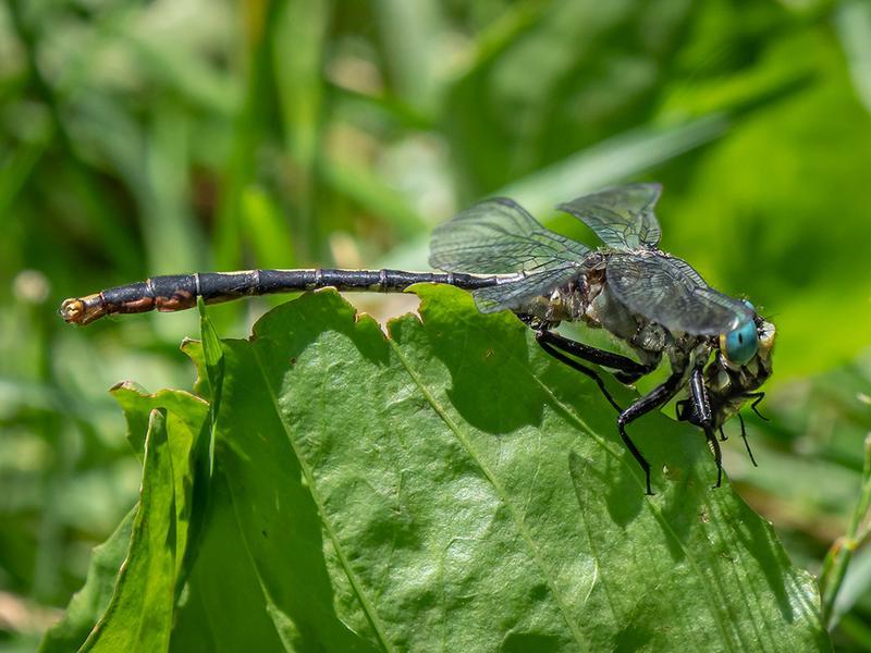 Photo of Lilypad Clubtail