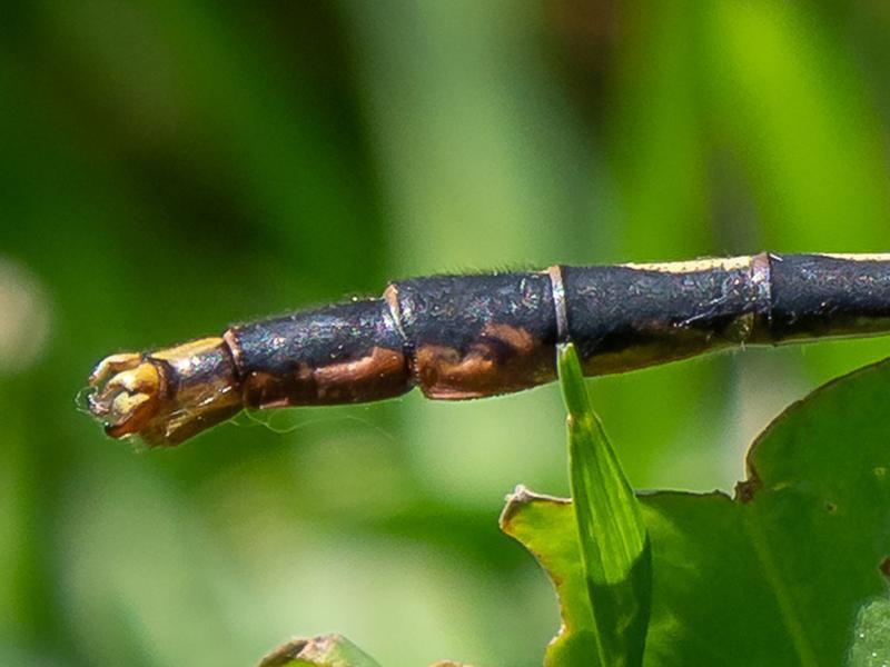 Photo of Lilypad Clubtail