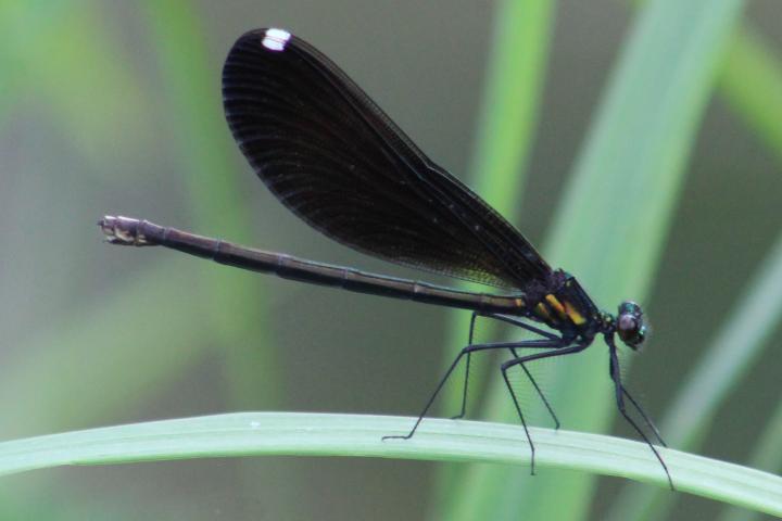 Photo of Ebony Jewelwing