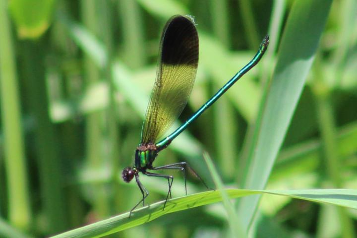 Photo of River Jewelwing