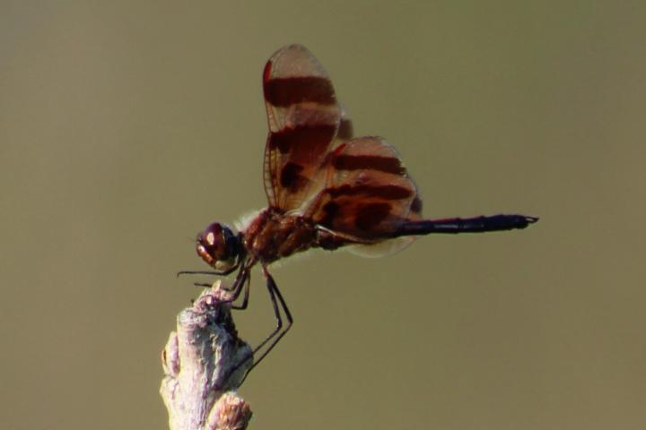 Photo of Halloween Pennant