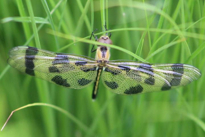 Photo of Halloween Pennant