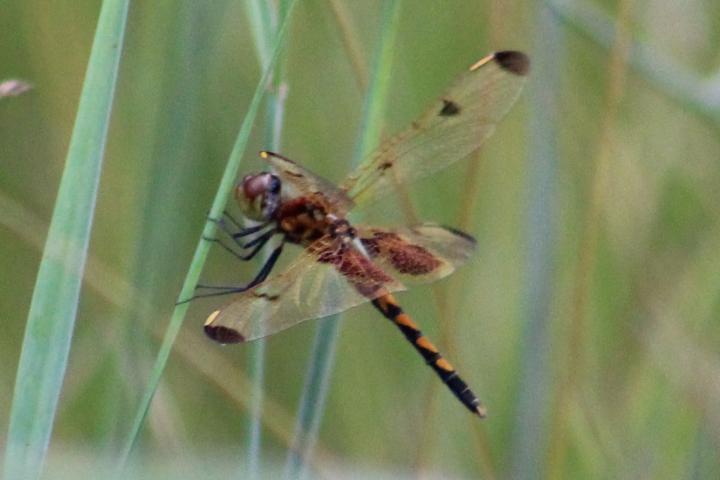 Photo of Calico Pennant