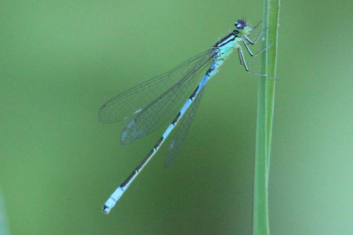 Photo of Taiga Bluet