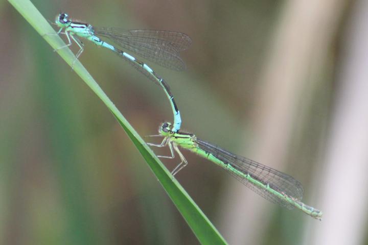 Photo of Taiga Bluet