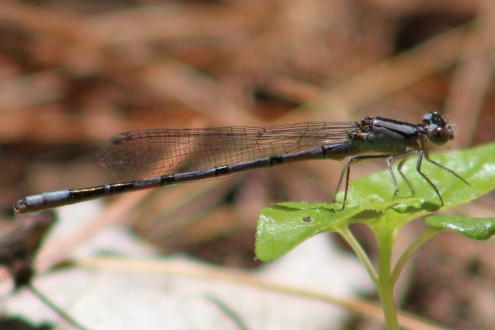 Photo of Boreal Bluet