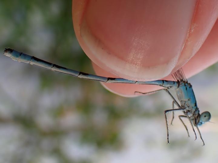 Photo of Marsh Bluet