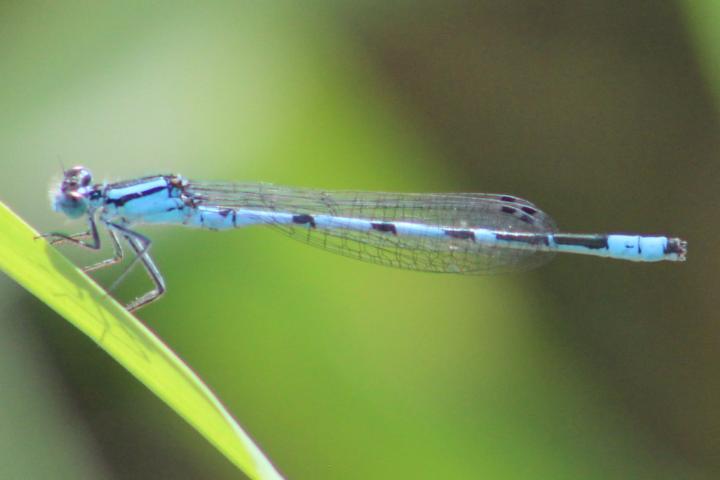 Photo of Northern Bluet