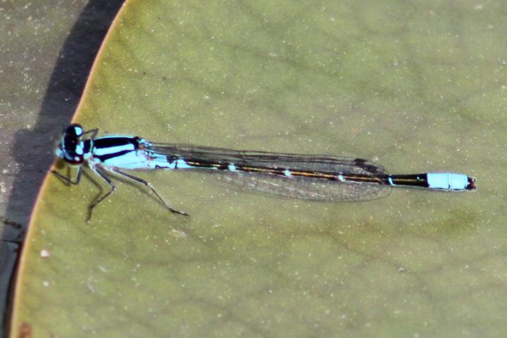 Photo of Skimming Bluet