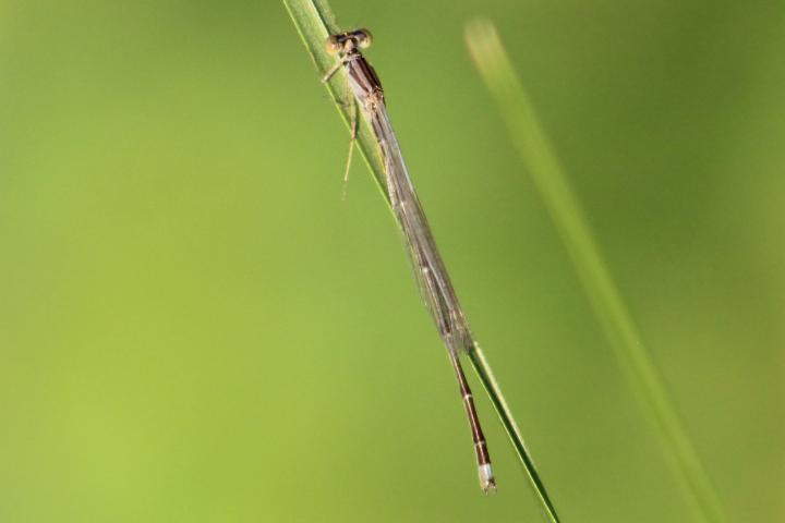 Photo of Orange Bluet