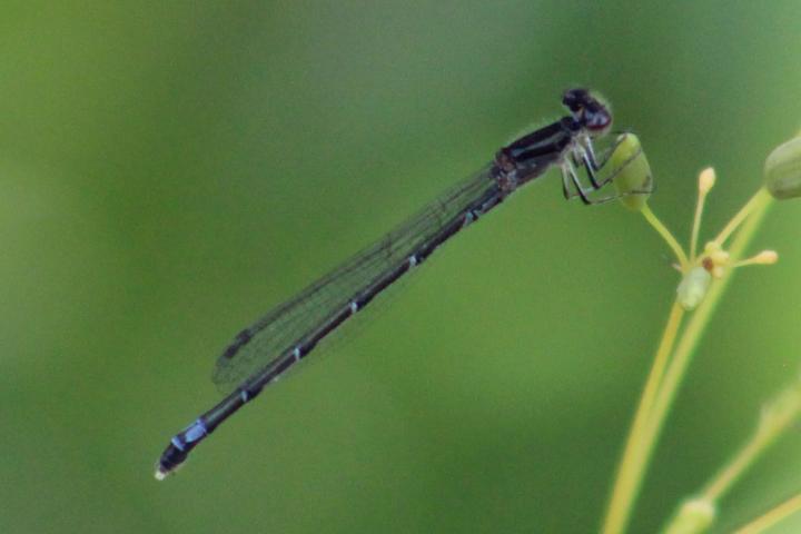 Photo of Skimming Bluet