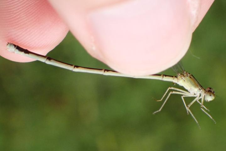 Photo of Vesper Bluet