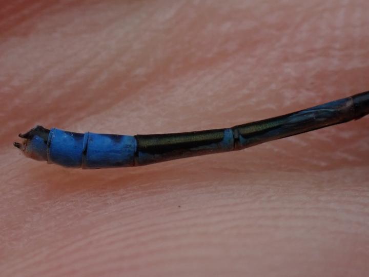 Photo of Hagen's Bluet