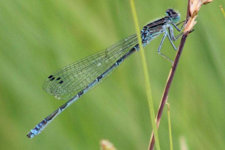 Photo of Marsh Bluet