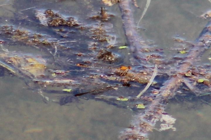 Photo of Orange Bluet