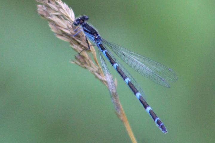 Photo of Tule Bluet