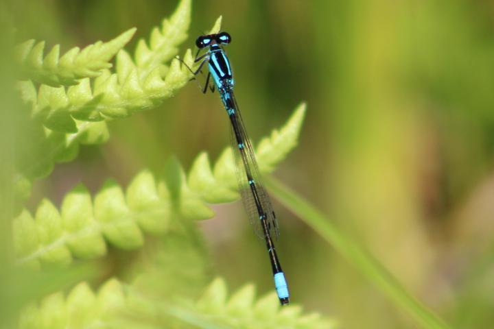 Photo of Skimming Bluet