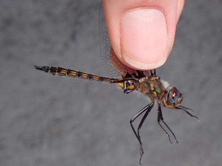 Photo of Spiny Baskettail