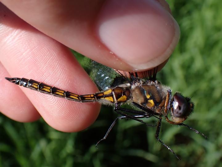 Photo of Common Baskettail