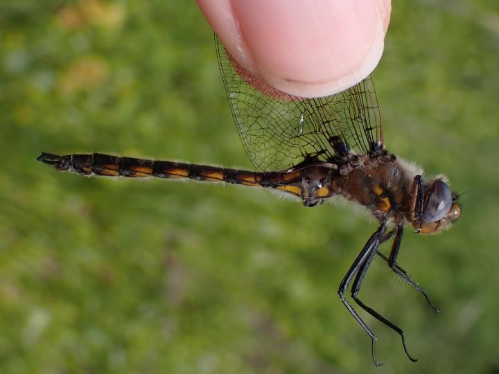 Photo of Beaverpond Baskettail